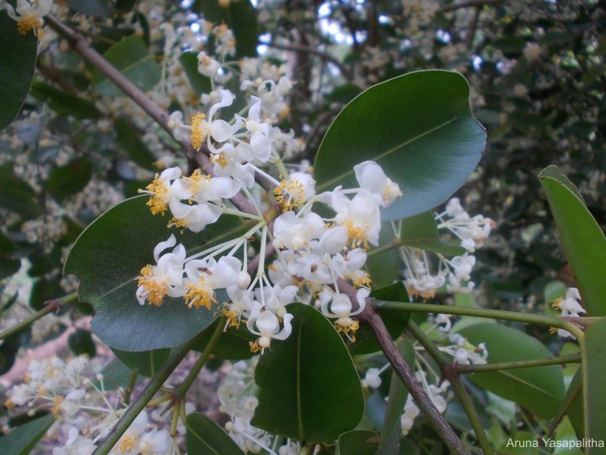 Calophyllum calaba L.